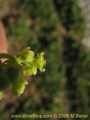 Dioscorea sp.   #1498的照片