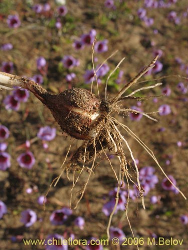 Leucocoryne purpurea的照片
