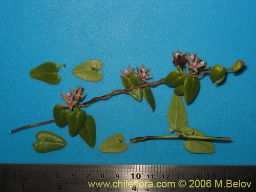 Im�gen de Cynanchum boerhaviifolium (). Haga un clic para aumentar parte de im�gen.