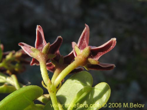 Im�gen de Cynanchum boerhaviifolium (). Haga un clic para aumentar parte de im�gen.