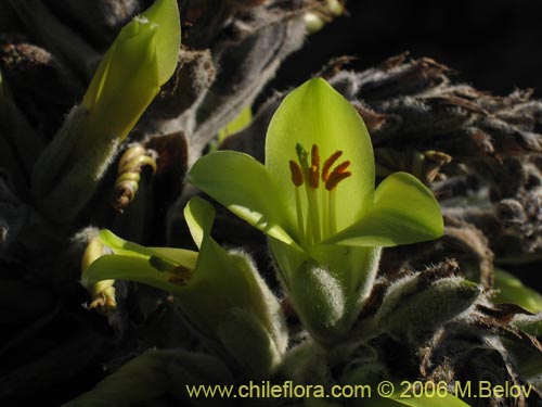 Image of Puya chilensis (Puya / Chagual). Click to enlarge parts of image.