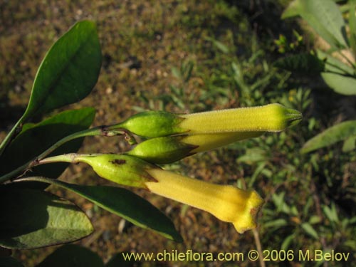 Nicotiana glaucaの写真
