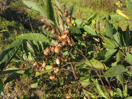 Image of Nicotiana glauca (Palqui extranjero / Palqui inglés / palán palán / palancho / gandul / tabaco moruno). Click to enlarge parts of image.