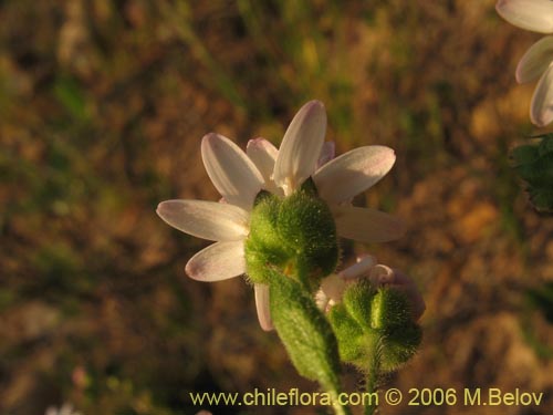Image of Leucheria sp. #1658 (). Click to enlarge parts of image.