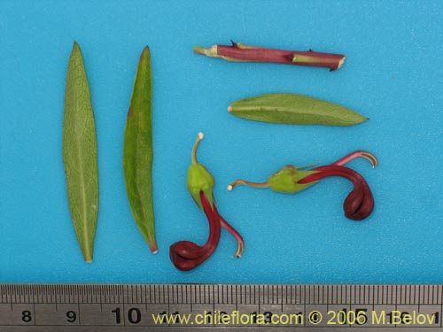 Imágen de Lobelia polyphylla (Tabaco del diablo / Tupa). Haga un clic para aumentar parte de imágen.