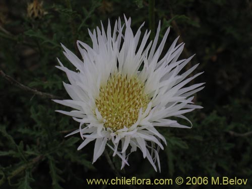 Centaurea floccosa의 사진
