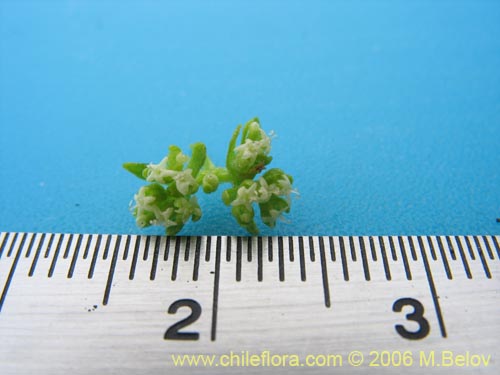 Image of Unidentified Plant sp. #2381 (). Click to enlarge parts of image.