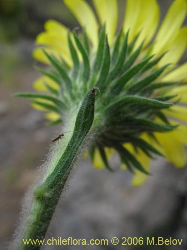 Фотография Asteraceae sp. #1886 (). Щелкните, чтобы увеличить вырез.