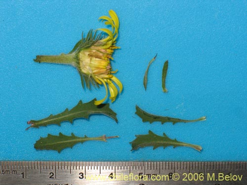 Фотография Asteraceae sp. #1886 (). Щелкните, чтобы увеличить вырез.