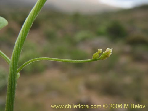 Dioscorea sp. #1500的照片