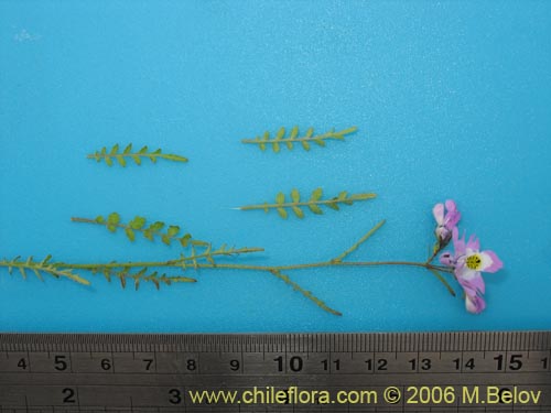 Schizanthus porrigens의 사진