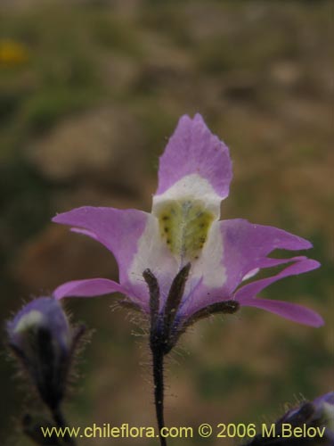 Imágen de Schizanthus porrigens (). Haga un clic para aumentar parte de imágen.