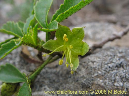 Llagunoa glandulosa的照片