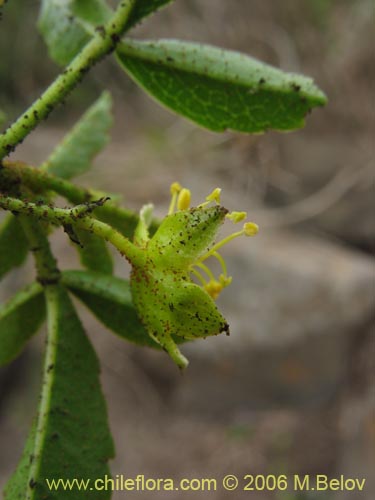 Image of Llagunoa glandulosa (). Click to enlarge parts of image.
