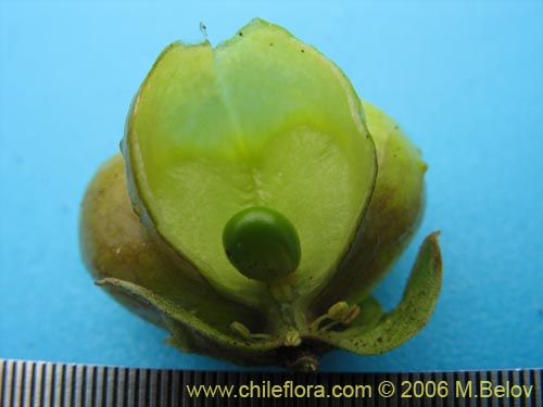 Фотография Llagunoa glandulosa (). Щелкните, чтобы увеличить вырез.