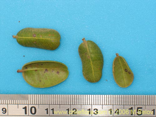 Image of Myrcianthes coquimbensis (Lucumillo / Arrayán). Click to enlarge parts of image.