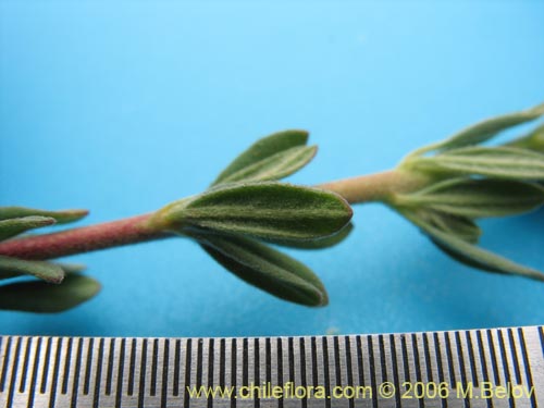 Imágen de Balbisia peduncularis (). Haga un clic para aumentar parte de imágen.
