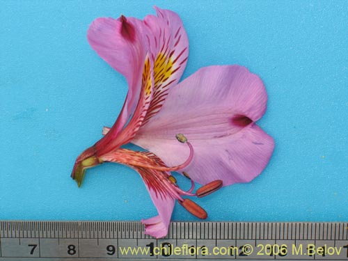 Bild von Alstroemeria magnifica var. tofoensis (). Klicken Sie, um den Ausschnitt zu vergrössern.
