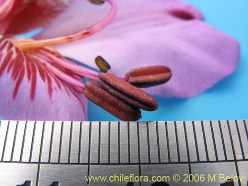 Bild von Alstroemeria magnifica var. tofoensis (). Klicken Sie, um den Ausschnitt zu vergrössern.