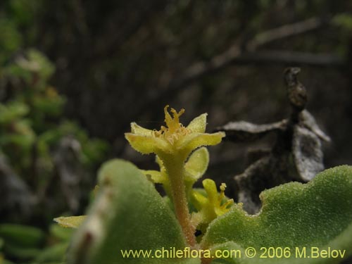 Фотография Tetragonia maritima (Aguanosa). Щелкните, чтобы увеличить вырез.