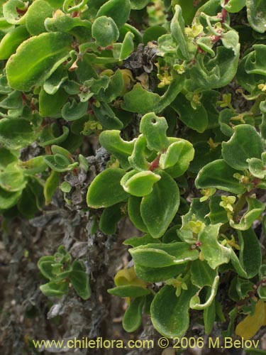 Image of Tetragonia maritima (Aguanosa). Click to enlarge parts of image.