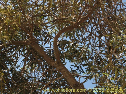 Imágen de Olea europaea (Olivo). Haga un clic para aumentar parte de imágen.