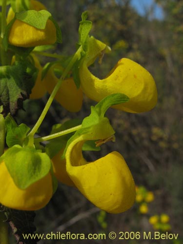 Imágen de Calceolaria collina ssp. collina (). Haga un clic para aumentar parte de imágen.