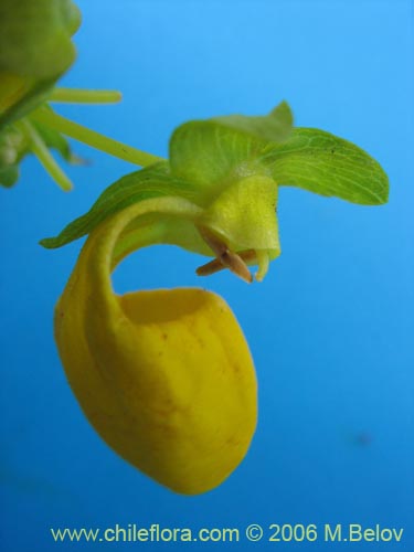 Фотография Calceolaria collina ssp. collina (). Щелкните, чтобы увеличить вырез.