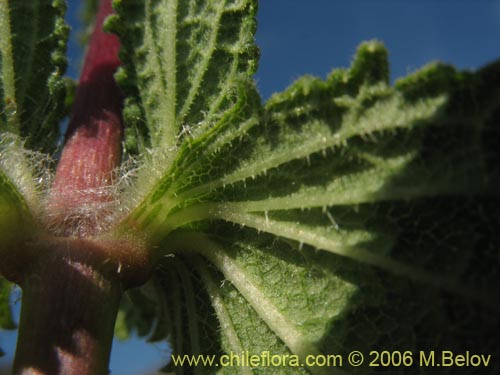 Bild von Calceolaria collina ssp. collina (). Klicken Sie, um den Ausschnitt zu vergrössern.