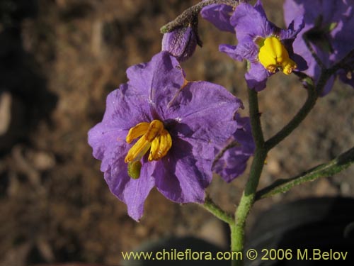 Imágen de Solanum maritimum (Esparto). Haga un clic para aumentar parte de imágen.