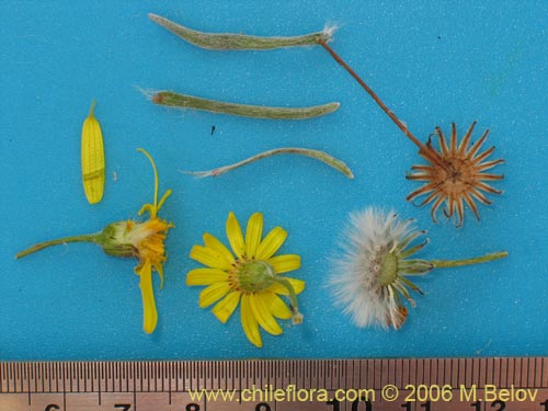 Image of Asteraceae sp. #1851 (). Click to enlarge parts of image.