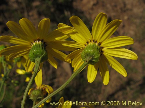 Imágen de Asteraceae sp. #1888 (). Haga un clic para aumentar parte de imágen.