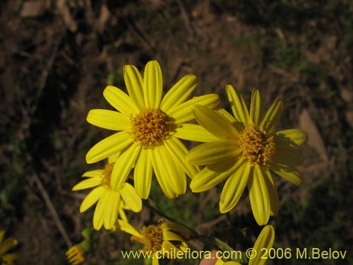 Image of Asteraceae sp. #1888 (). Click to enlarge parts of image.