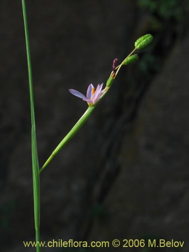 Фотография Sisyrinchium scirpoideum var. scirpoideum (). Щелкните, чтобы увеличить вырез.
