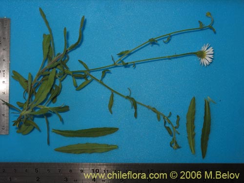 Bild von Asteraceae sp. #1889 (). Klicken Sie, um den Ausschnitt zu vergrössern.