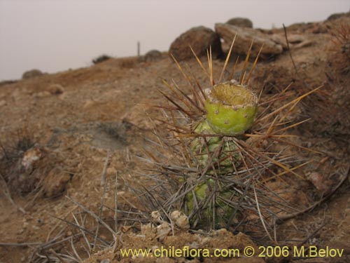 Cumulopuntia sphaericaの写真