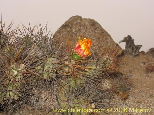 Cumulopuntia sphaericaの写真