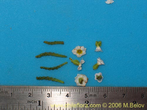 Image of Heliotropium sinuatum (). Click to enlarge parts of image.