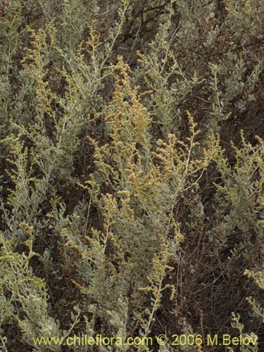 Image of Atriplex sp. #1608 (). Click to enlarge parts of image.
