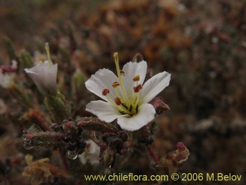 Image of Frankenia sp.   #1605 (). Click to enlarge parts of image.