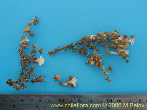 Image of Frankenia sp. #1605 (). Click to enlarge parts of image.