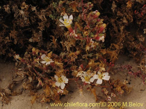 Image of Frankenia sp. #1605 (). Click to enlarge parts of image.