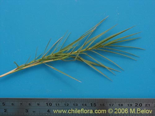 Image of Distichlis spicata (). Click to enlarge parts of image.