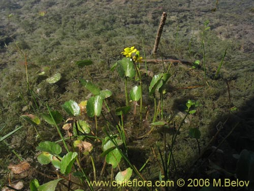 Image of Ranunculus cymbalaria (Oreja de gato / Botón de oro). Click to enlarge parts of image.