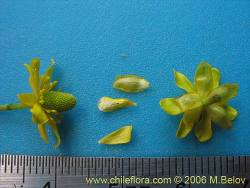 Ranunculus cymbalariaの写真