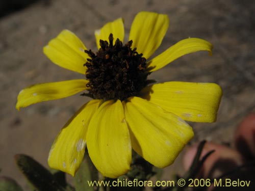 Bild von Encelia canescens (Coronilla del fraile). Klicken Sie, um den Ausschnitt zu vergrössern.