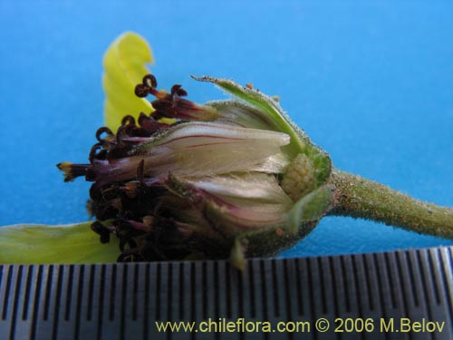 Imágen de Encelia canescens (Coronilla del fraile). Haga un clic para aumentar parte de imágen.