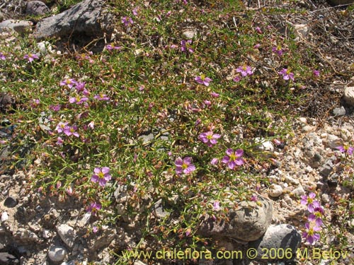Imágen de Fagonia chilensis (). Haga un clic para aumentar parte de imágen.