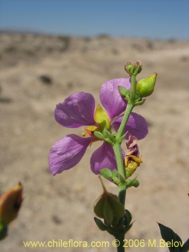 Fagonia chilensis的照片