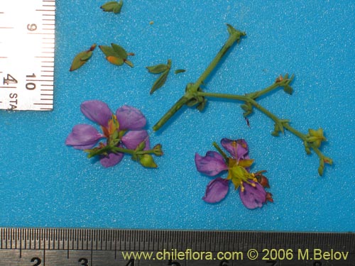 Imágen de Fagonia chilensis (). Haga un clic para aumentar parte de imágen.